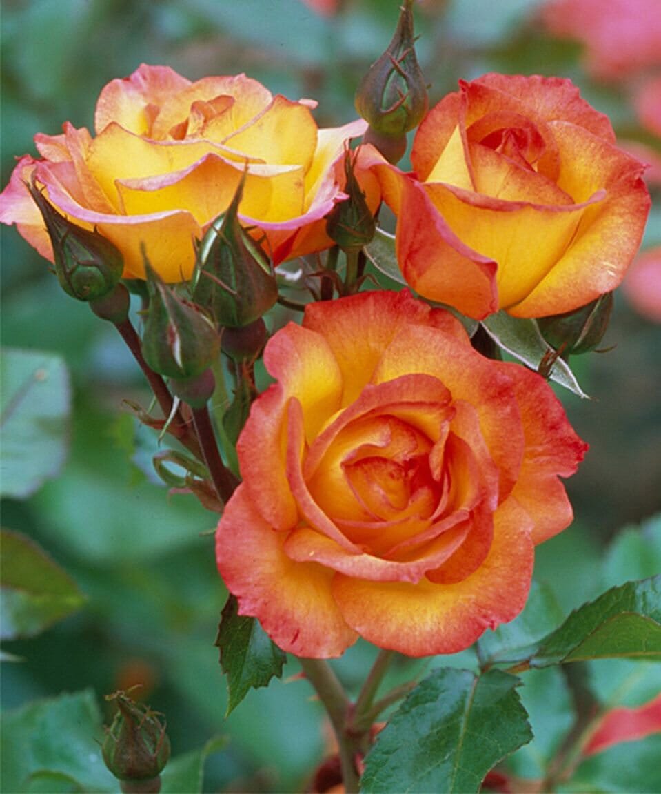 940 Seeds Dark Red Gold Rose Bush Flower Perennial