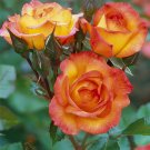 940 Seeds Dark Red Gold Rose Bush Flower Perennial
