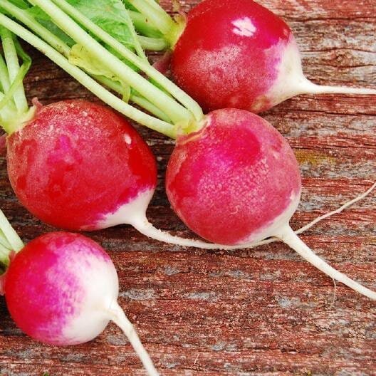 4 Seeds Red Crisp Radish Early Maturity Turnip