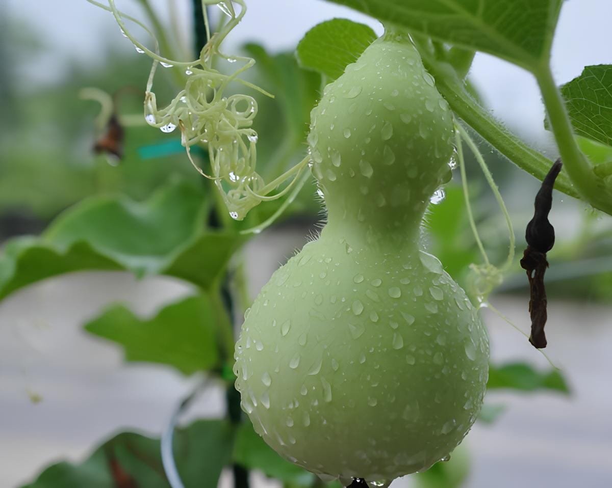 12 Seeds Lagenaria Siceraria Small Bottle Groud