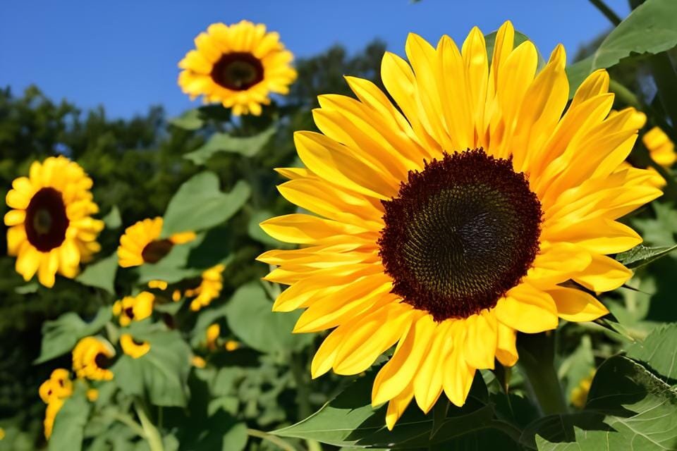 30 Seeds Sunflower