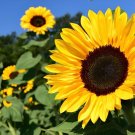 30 Seeds Sunflower