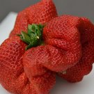10000 Seeds Giant Strawberry