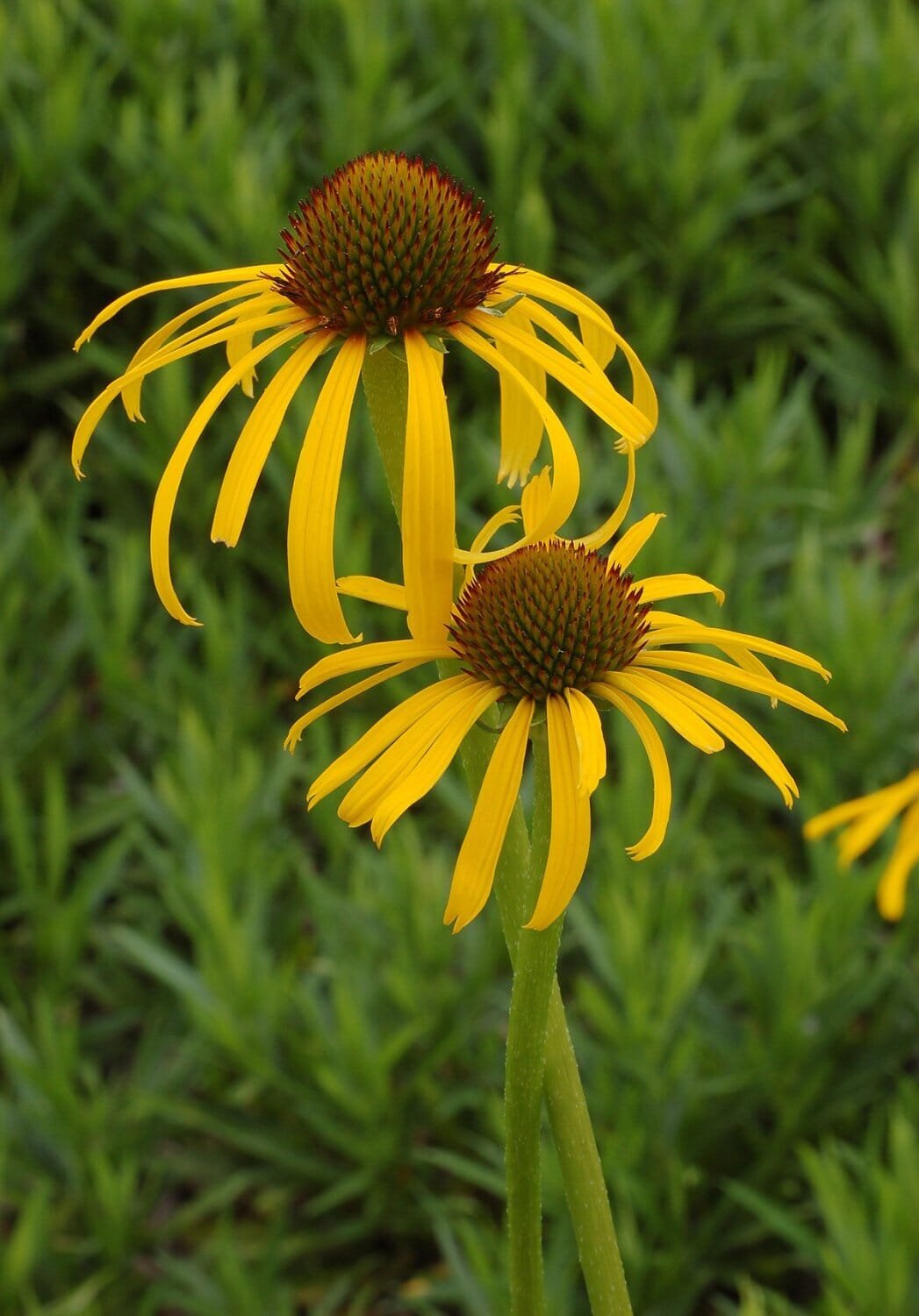 200 Seeds Yellow Spider Echinacea purpurea Coreflower