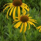 200 Seeds Yellow Spider Echinacea purpurea Coreflower