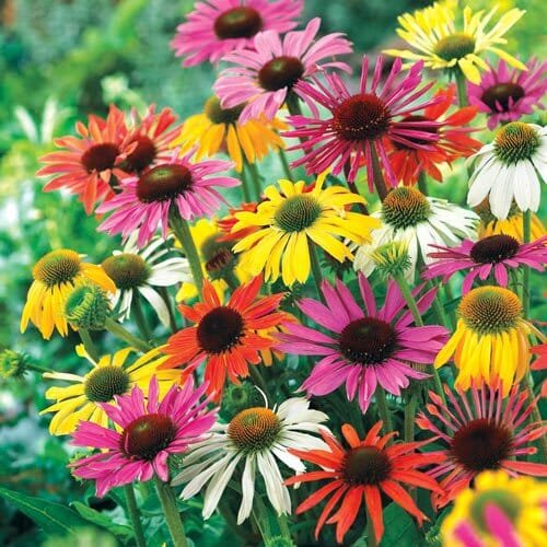 200 Seeds Mixed Echinacea purpurea Coreflower