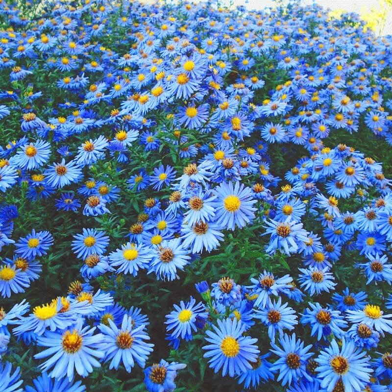 40 Seeds 'Zhui Meng' Light Blue Bellis Perennis Daisy Flower