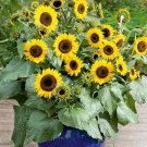 30 Seeds Many Headed Sunflower for Bonsai
