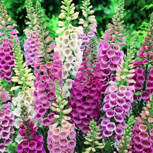 120 Seeds Digitalis Purpurea Foxglove Colorful Flowers