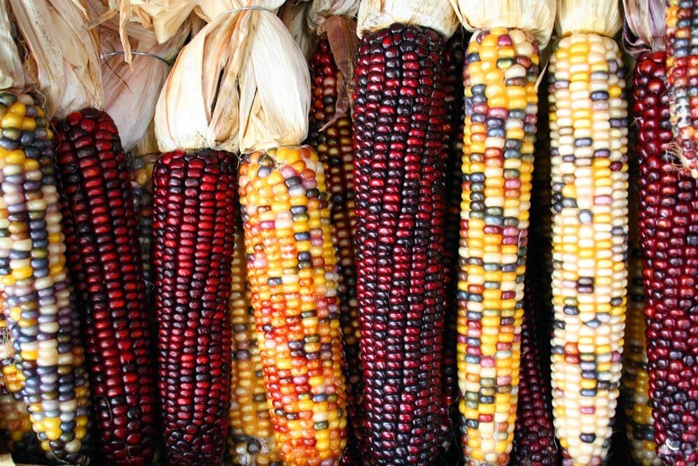 20 Seeds Colorful Glutinous Maize Corn