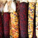20 Seeds Colorful Glutinous Maize Corn