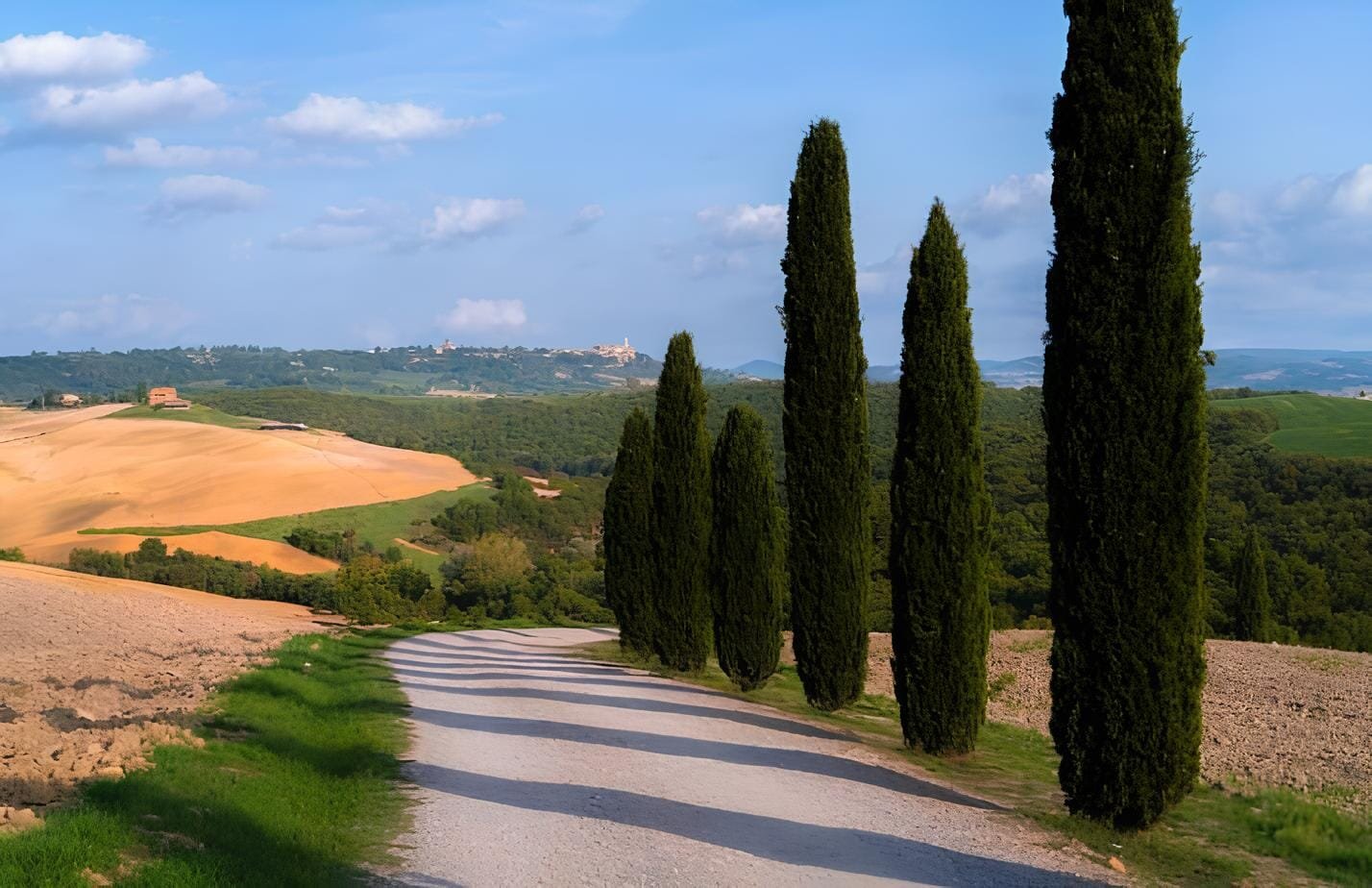 100 Seeds Mini Bule Italian Cypress Tree Plants Popular