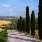 100 Seeds Mini Bule Italian Cypress Tree Plants Popular