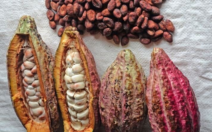 50 Seeds Cocoa Plant Theobroma Cacao (Large Round Trinitario)