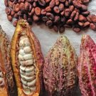 50 Seeds Cocoa Plant Theobroma Cacao (Large Round Trinitario)