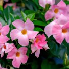 200 Seeds Climbing Mandevilla Sanderi Dipladenia sanderi See ed Perennial Flower