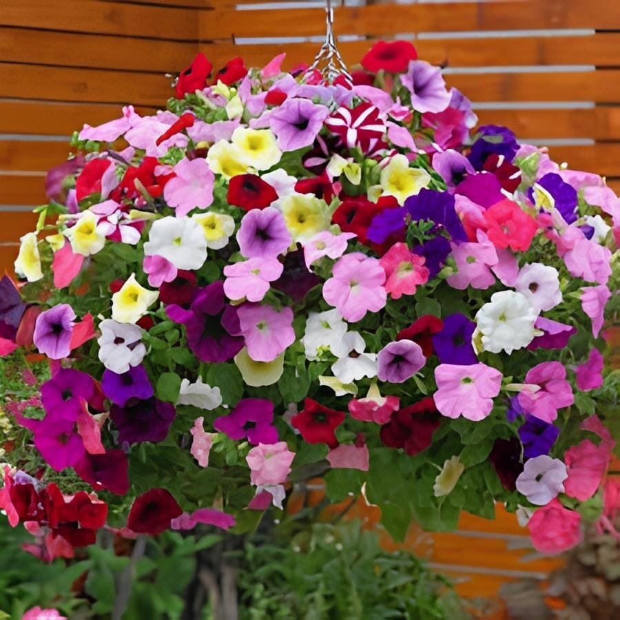 400 Seeds Many Color Hanging Petunia Bonsai