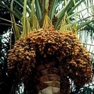 200 Seeds Rare Medjool Date Sweet Organic Fruit Natural Date Palm Tree Bonsai