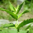200 Seeds Different Flower Plant Bonsai
