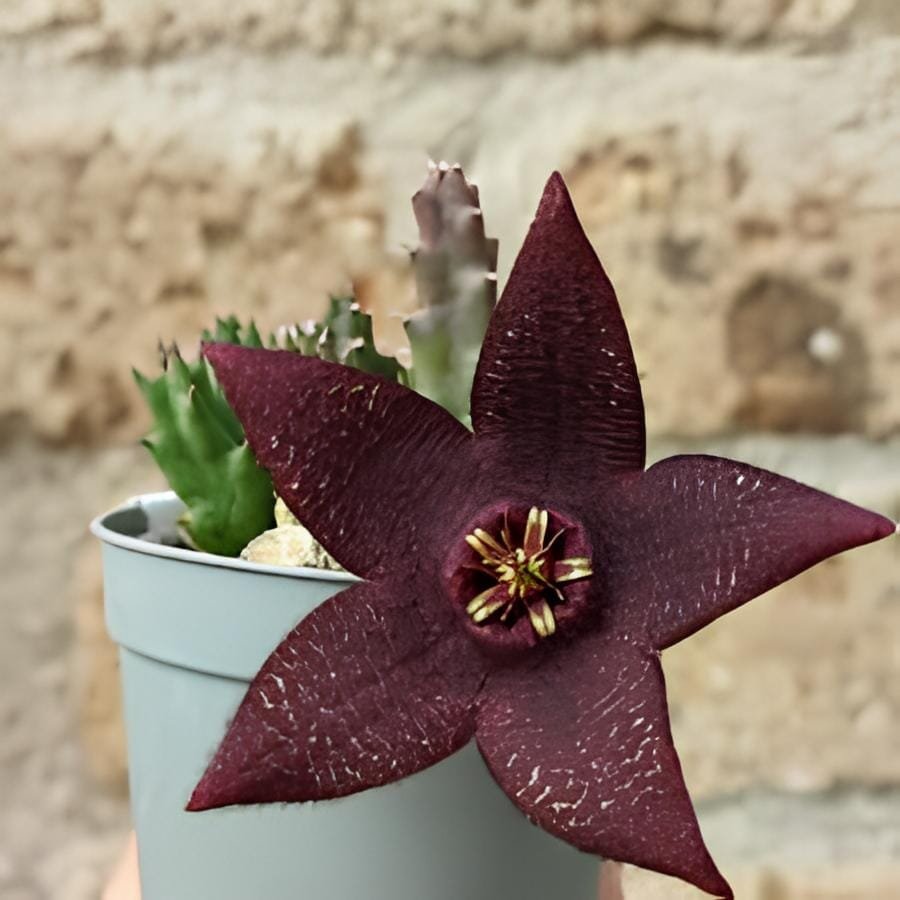240 Seeds Bonsai Plants Stapelia Pulchella Plant Perennial Flower Bonsai