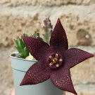 240 Seeds Bonsai Plants Stapelia Pulchella Plant Perennial Flower Bonsai