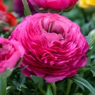 200 Seeds Double Ranunculus Asiaticus Flower Bonsai Plant