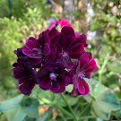 200 Seeds Arrival Rare Color Geranium Plant