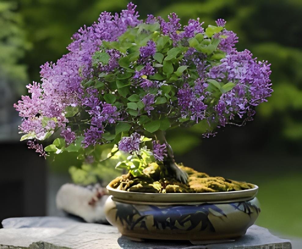 200 Seeds Lobelia Bonsai Rare Indoor Flower in Bonsai Chlorophytum Flower Bonsai