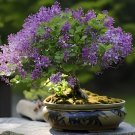 200 Seeds Lobelia Bonsai Rare Indoor Flower in Bonsai Chlorophytum Flower Bonsai