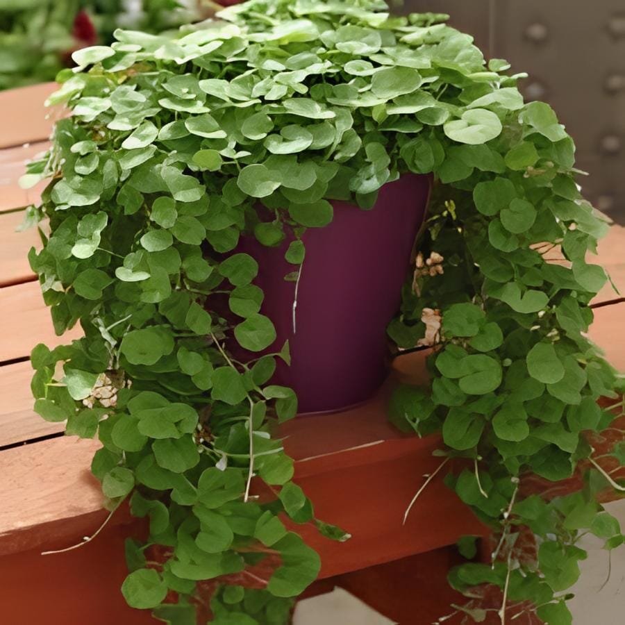 200 Seeds Dichondra Bonsai Emerald Falls Multi Leafed Grass Bonsai Green Perenni