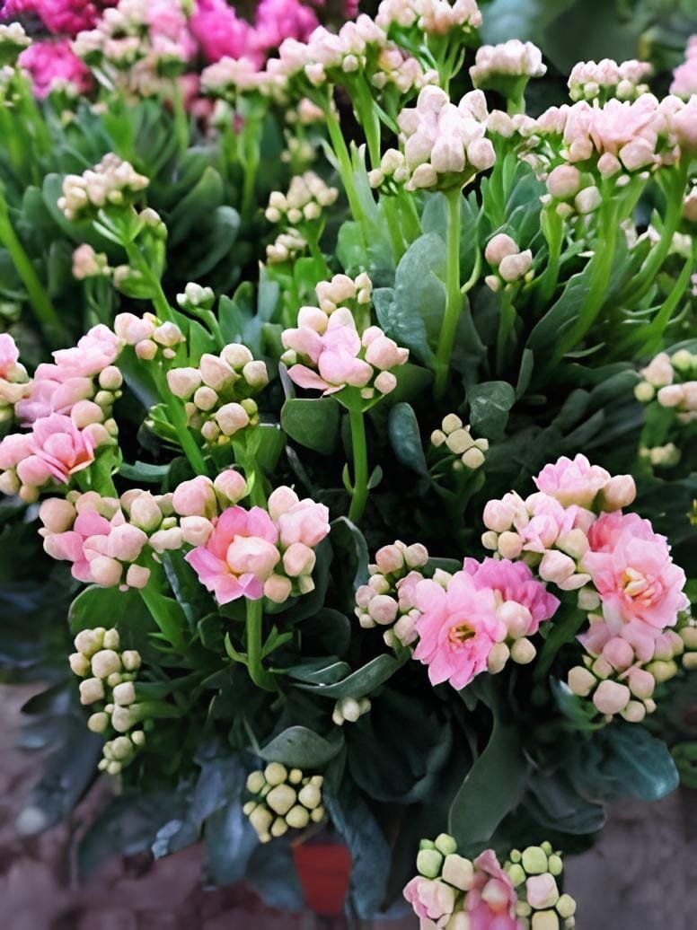 200 Seeds Kalanchoe Longevity Flower
