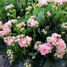 200 Seeds Kalanchoe Longevity Flower