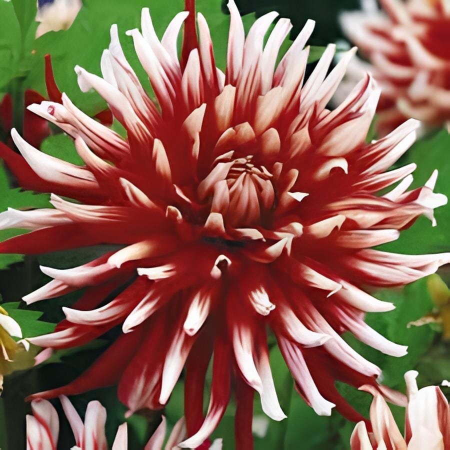 200 Seeds Dahlia Flower