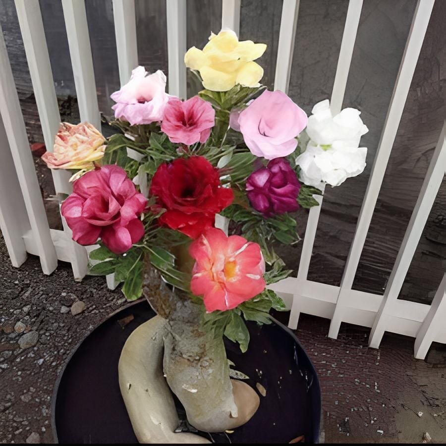 10 Seeds Adenium
