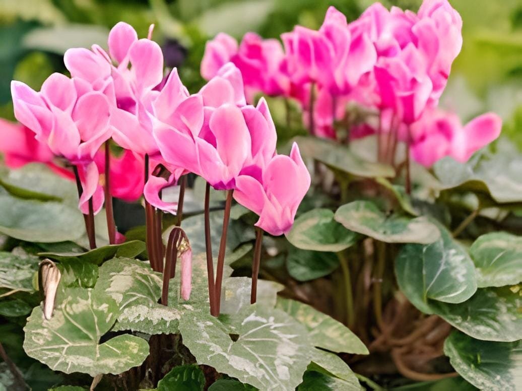 200 Seeds Cyclamen Flower