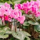 200 Seeds Cyclamen Flower