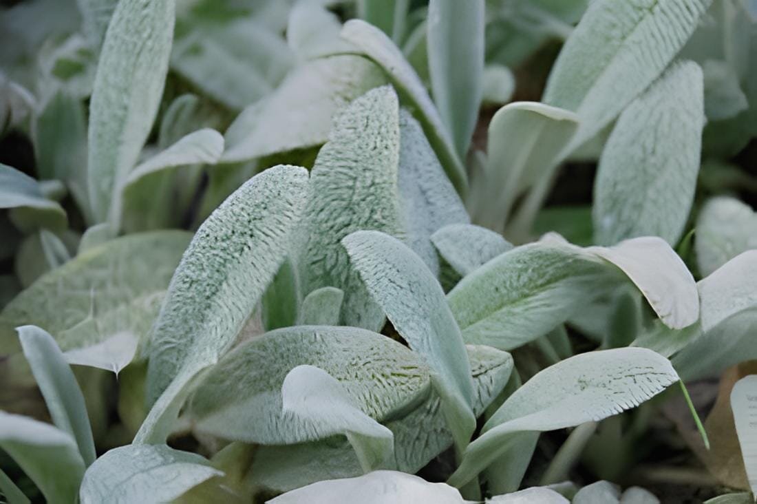 200 Seeds Stachys byzantina