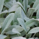 200 Seeds Stachys byzantina