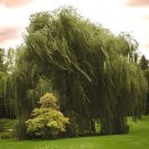 100 Seeds Fresh Giant Garden Decoration Green Willow