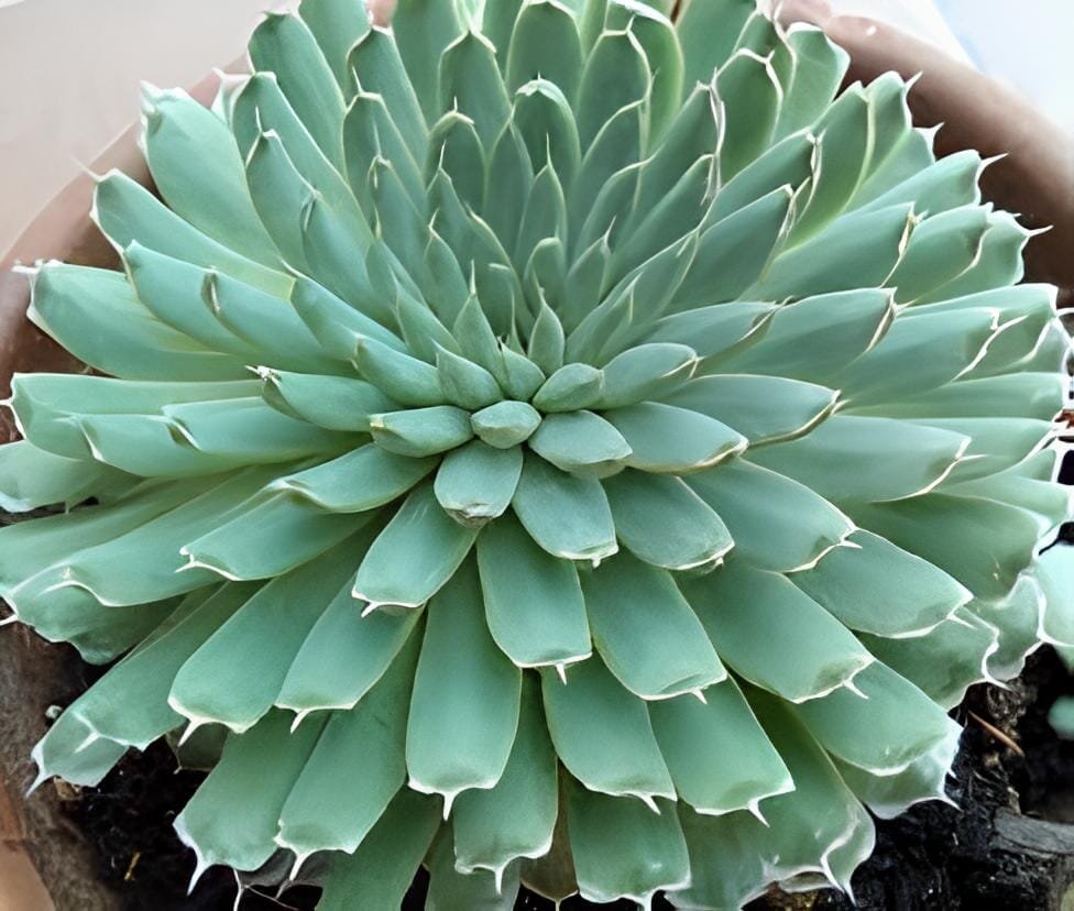 200 Seeds Rare Succulents Bonsai Orostachys