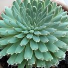 200 Seeds Rare Succulents Bonsai Orostachys