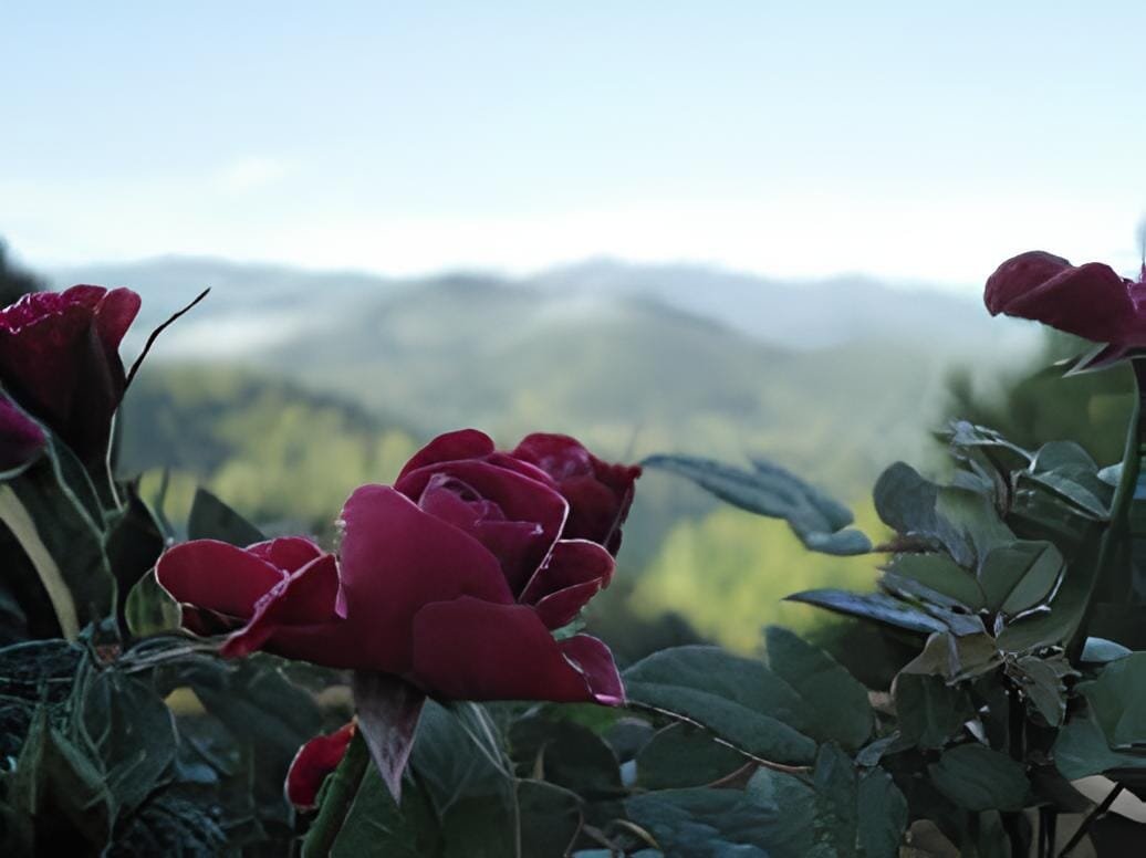 200 Seeds The Mountain Rose