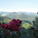 200 Seeds The Mountain Rose