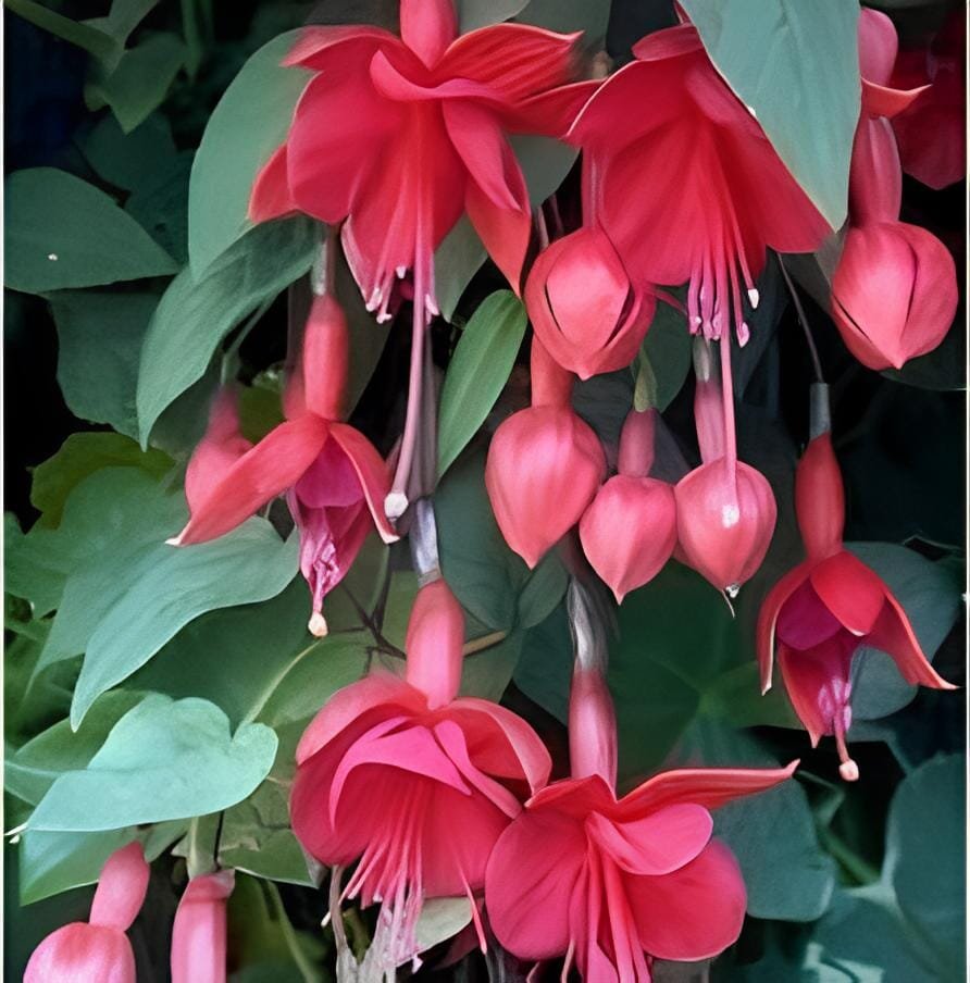 400 Seeds Fuchsia Bonsai Garden Balcony Lanterns Flowers