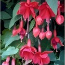 400 Seeds Fuchsia Bonsai Garden Balcony Lanterns Flowers