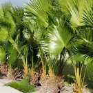 20 Seeds Chinese Fan Palm