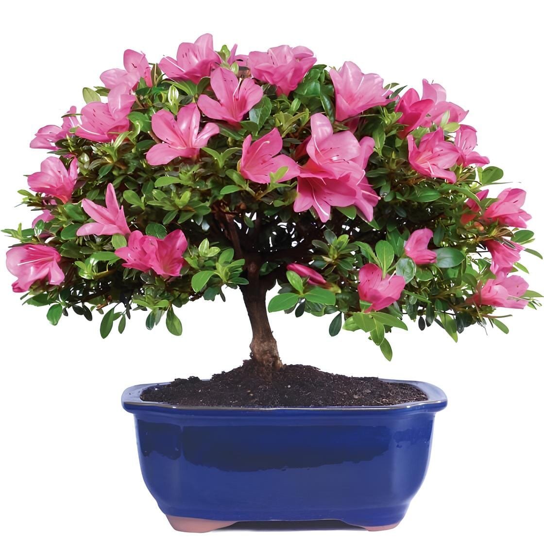 200 Seeds Azalea Bonsai Rhododendron Flower