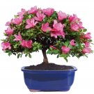 200 Seeds Azalea Bonsai Rhododendron Flower