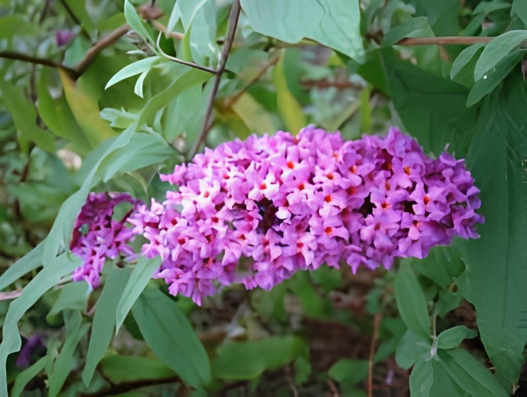 100 Seeds Imported Butterfly Bush Bonsai Buddleia Davidii