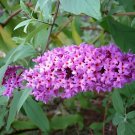 100 Seeds Imported Butterfly Bush Bonsai Buddleia Davidii